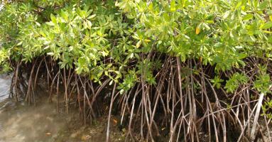 Racines échasses de palétuviers dans la mangrove