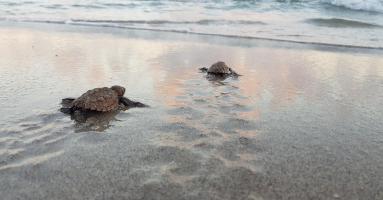 Emergence de tortues luths